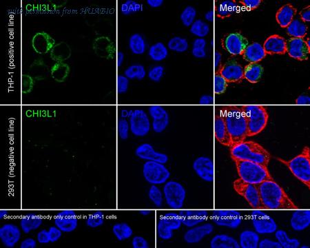 HUABIO HA723824 image 2