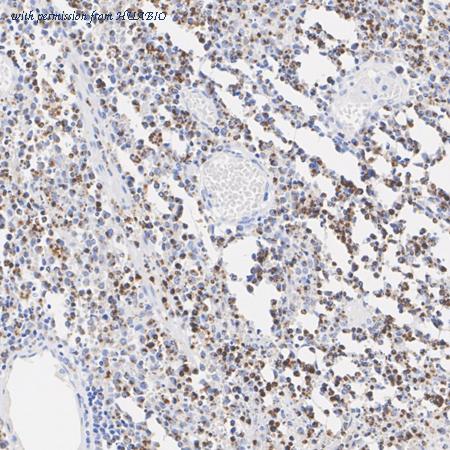 HUABIO HA723826 image 2