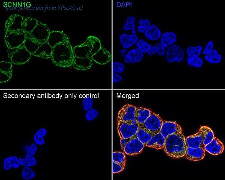 HUABIO HA723827 image 2