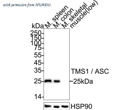 HUABIO HA723917 image 1