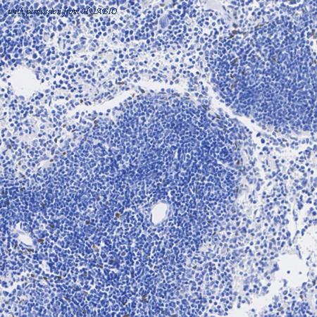 HUABIO HA723920 image 2