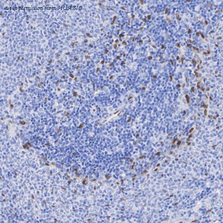 HUABIO HA723920 image 3