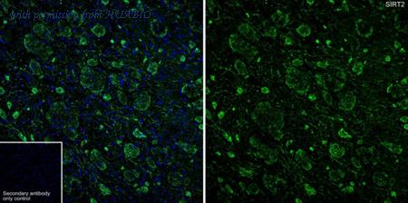 HUABIO HA723923 image 1