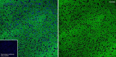 HUABIO HA723937 image 1