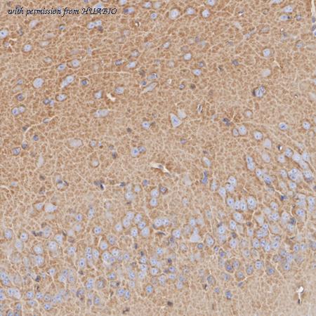 HUABIO HA723937 image 2