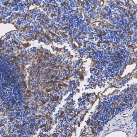 HUABIO HA723937 image 3