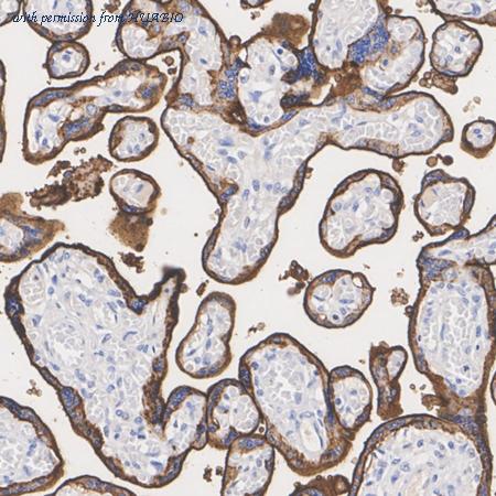 HUABIO HA723952 image 2