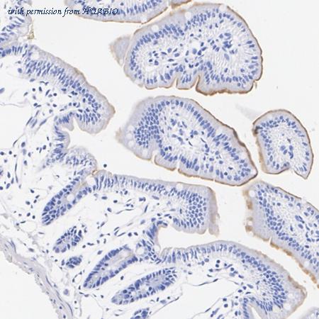 HUABIO HA723952 image 3