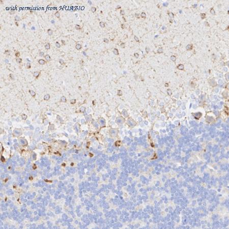 HUABIO HA723961 image 3