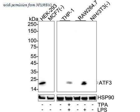 HUABIO HA723964 image 1