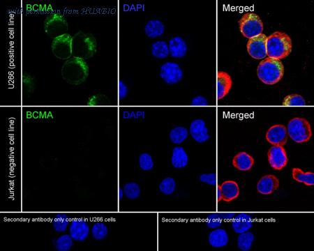 HUABIO HA723967 image 1