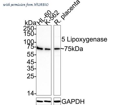 HUABIO HA723968 image 1