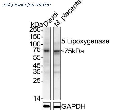 HUABIO HA723968 image 2