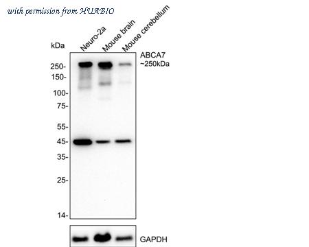 HUABIO HA723974 image 1