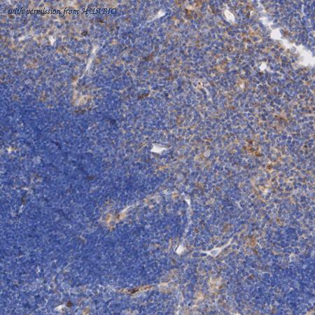 HUABIO HA723974 image 2