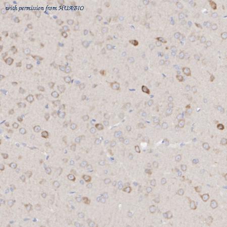 HUABIO HA723974 image 3