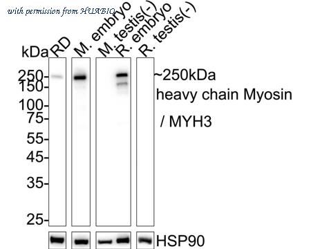 HUABIO HA723975 image 1