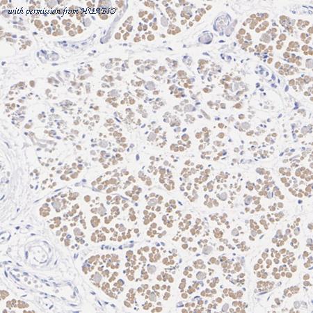 HUABIO HA723975 image 2