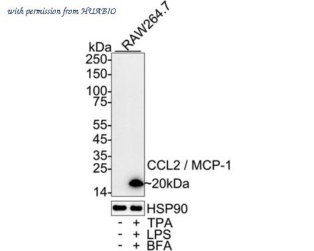 HUABIO HA723979 image 1