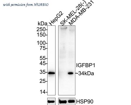 HUABIO HA723981 image 1