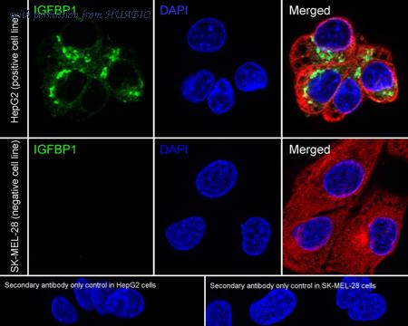 HUABIO HA723981 image 2