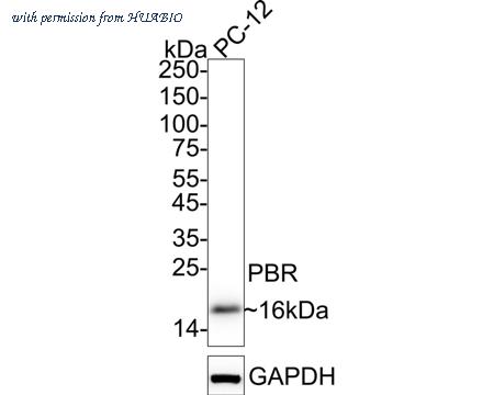 HUABIO HA750010 image 2
