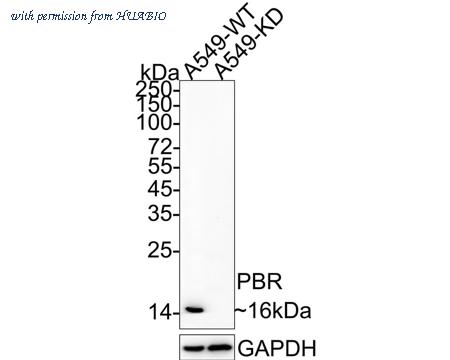 HUABIO HA750010 image 3