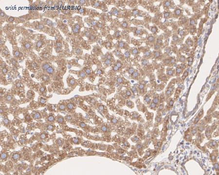 HUABIO HA750013 image 3