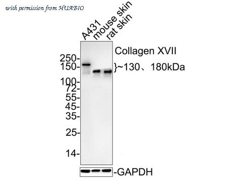 HUABIO HA750030 image 1