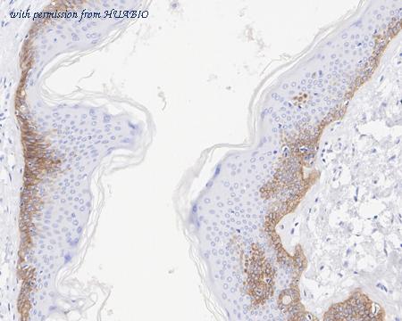 HUABIO HA750030 image 3