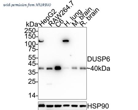HUABIO HA750032 image 1