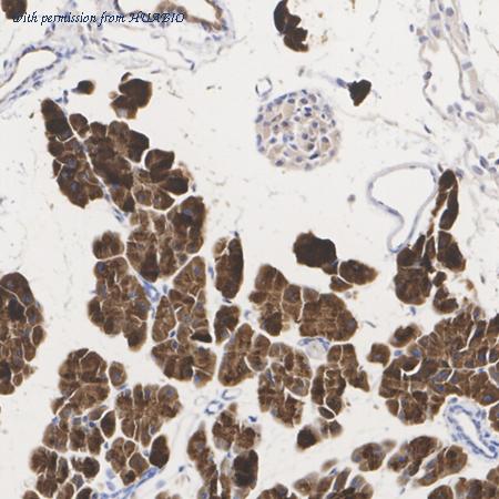 HUABIO HA750032 image 3