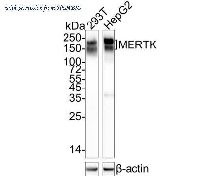 HUABIO HA750036 image 1