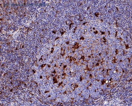 HUABIO HA750036 image 3