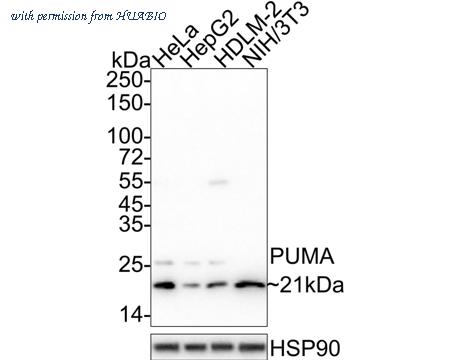 HUABIO HA750038 image 1