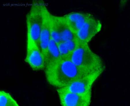 HUABIO HA750038 image 3