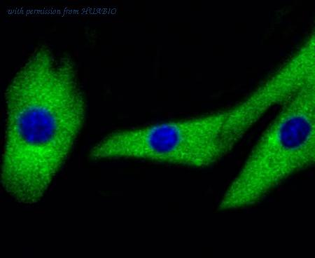 HUABIO HA750042 image 3