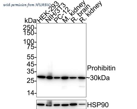 HUABIO HA750043 image 1