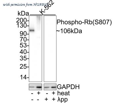 HUABIO HA750045 image 1