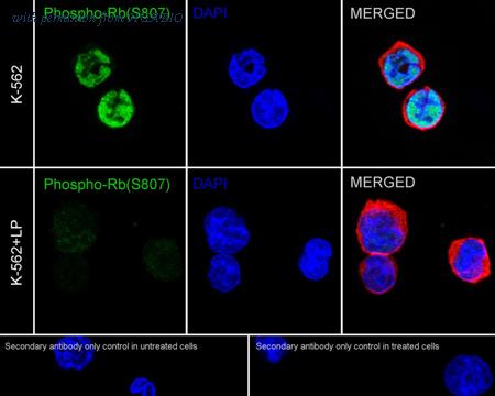 HUABIO HA750045 image 2