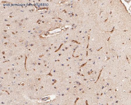 HUABIO HA750046 image 3