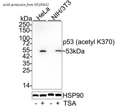 HUABIO HA750047 image 1