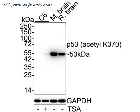 HUABIO HA750047 image 2