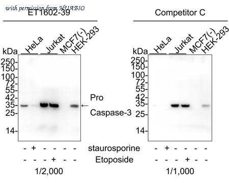 HUABIO HA750048 image 1