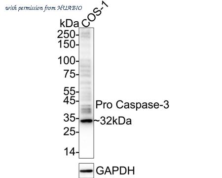 HUABIO HA750048 image 2