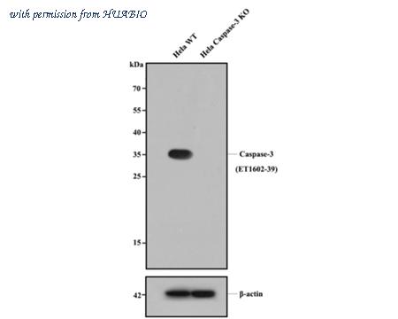 HUABIO HA750048 image 3