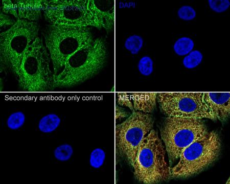 HUABIO HA750049 image 2