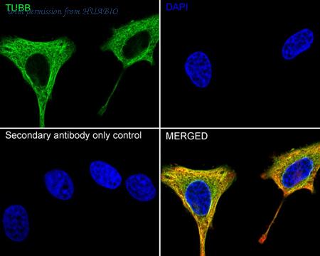 HUABIO HA750049 image 3