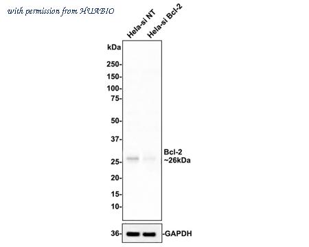 HUABIO HA750057 image 2
