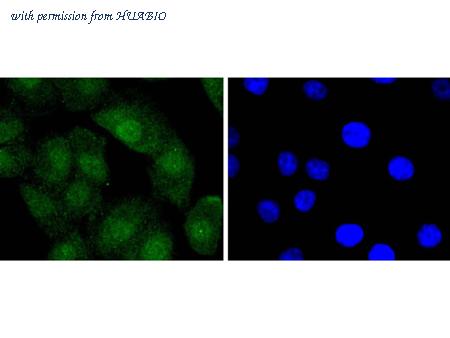 HUABIO HA750057 image 3